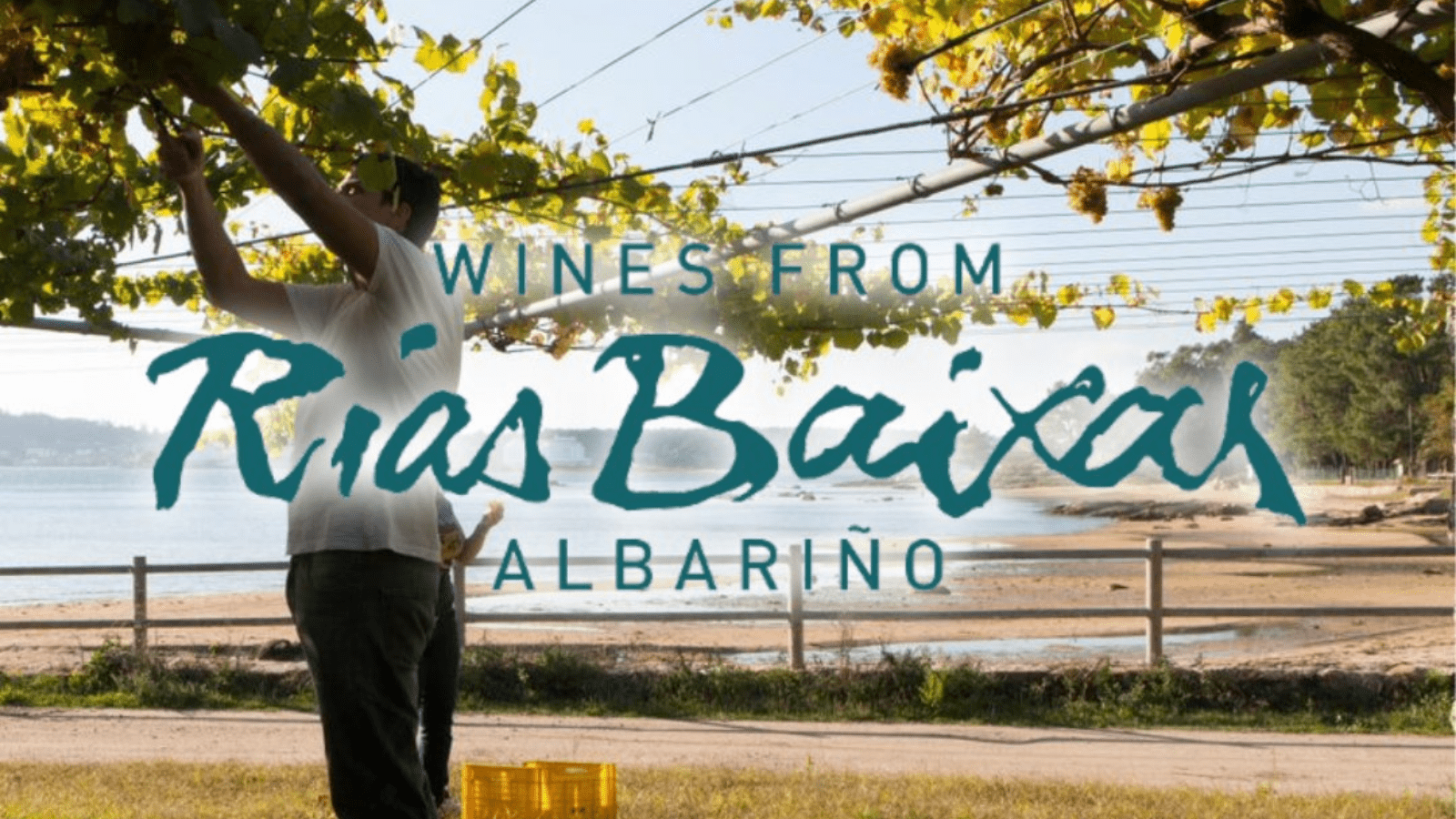 All About Albarino