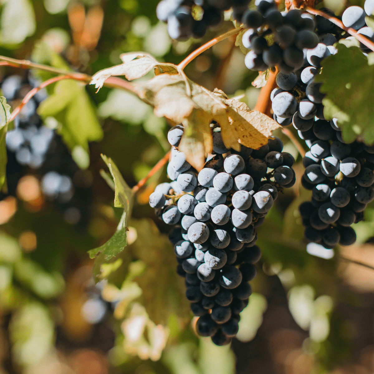 Grape Varieties